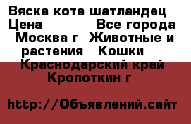 Вяска кота шатландец › Цена ­ 1 000 - Все города, Москва г. Животные и растения » Кошки   . Краснодарский край,Кропоткин г.